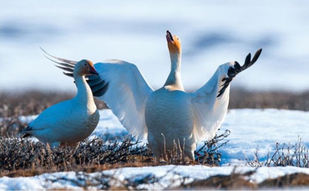 Картинки по запросу полярні білі гуси